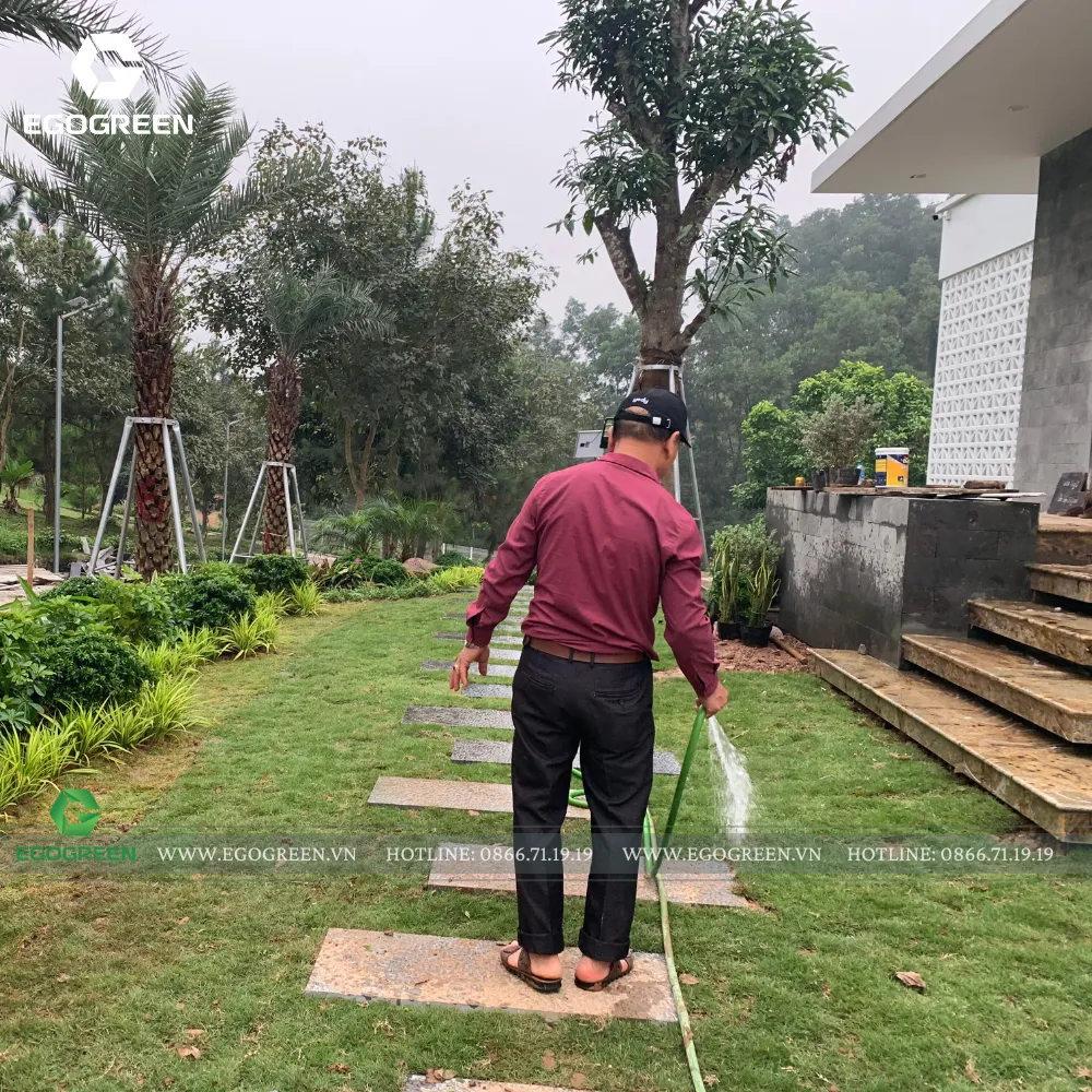 Thảm cỏ cũng cần tưới nước đúng cách